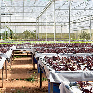 película perforada de la tierra, película de la barrera del vapor, película del invernadero, Panda Film agrícola, película reflexiva de Maylar 9