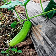 película perforada de la tierra, película de la barrera del vapor, película del invernadero, Panda Film agrícola, película reflexiva de Maylar 11
