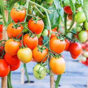 Estera del control de malas hierbas, cubierta de tierra, cama de flor, pajote, pavimentadoras, ribete, participaciones del jard&iacute;n, barrera de la mala hierba, paisaje 17
