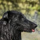 Bolso portátil de la ducha, equipo del lavado del viaje, accesorio que acampa, el caminar que acampa del viaje al aire libre, bomba, rociador 12