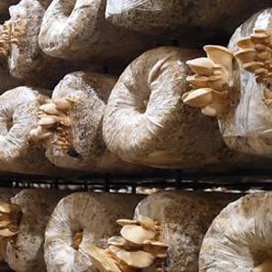 Los bolsos crecientes de la seta apta para el autoclave, bolsos de la freza de la seta, se levantan los bolsos durables, fuentes del jardín, respirables 4