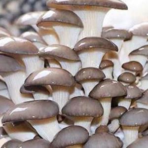 Los bolsos crecientes de la seta apta para el autoclave, bolsos de la freza de la seta, se levantan los bolsos durables, fuentes del jardín, respirables 5