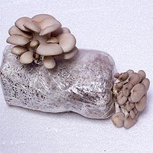 Los bolsos crecientes de la seta apta para el autoclave, bolsos de la freza de la seta, se levantan los bolsos durables, fuentes del jardín, respirables 8